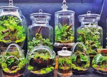 Terrarium Workshop Singapore, Creativity And The Best Opportunity