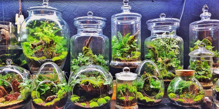 Terrarium Workshop Singapore, Creativity And The Best Opportunity