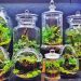 Terrarium Workshop Singapore, Creativity And The Best Opportunity
