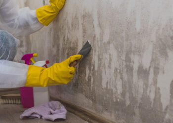 Safeguarding Your Home With Professional Mold Remediation Services
