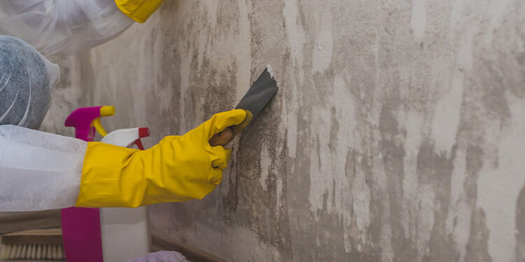 Safeguarding Your Home With Professional Mold Remediation Services